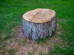 Best Tree Cabling and Bracing  in Woodland Hills, UT