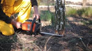 Best Tree Removal  in Woodland Hills, UT