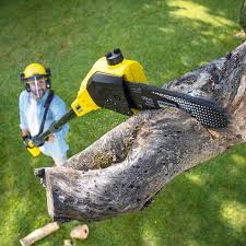 How Our Tree Care Process Works  in  Woodland Hills, UT