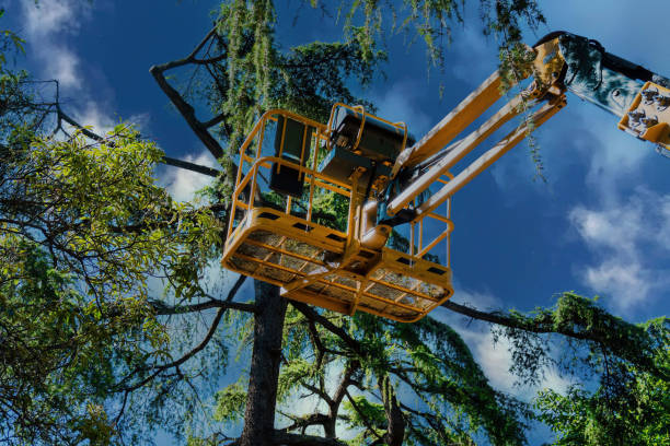 Best Firewood Processing and Delivery  in Woodland Hills, UT
