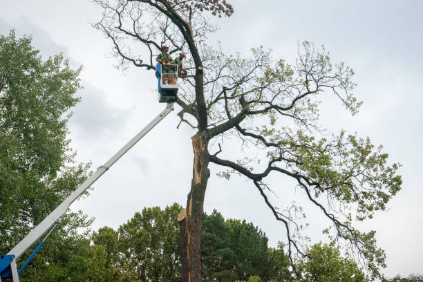 Best Utility Line Clearance  in Woodland Hills, UT