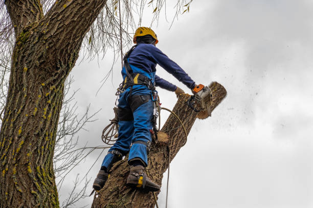 Best Tree and Shrub Care  in Woodland Hills, UT