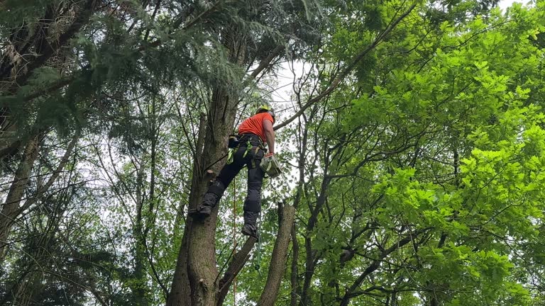 Best Storm Damage Tree Cleanup  in Woodland Hills, UT