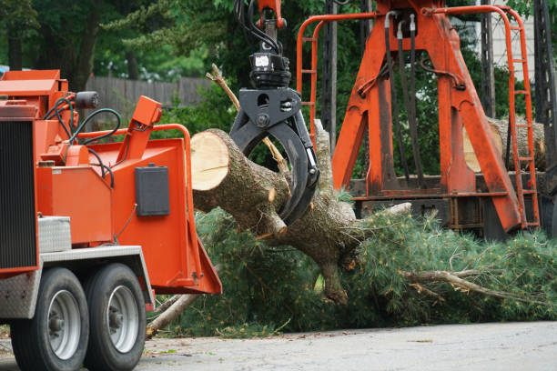 Best Tree Trimming and Pruning  in Woodland Hills, UT