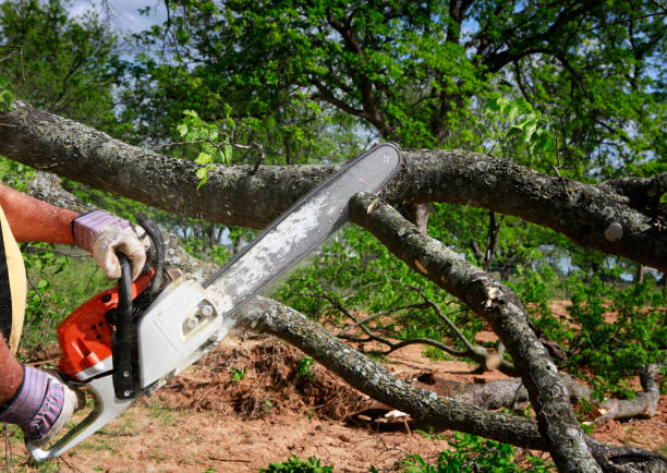 Best Pest Control for Lawns  in Woodland Hills, UT